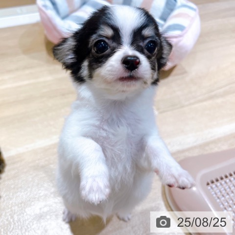 チワワの写真