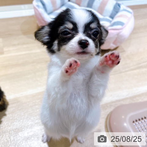 チワワの写真