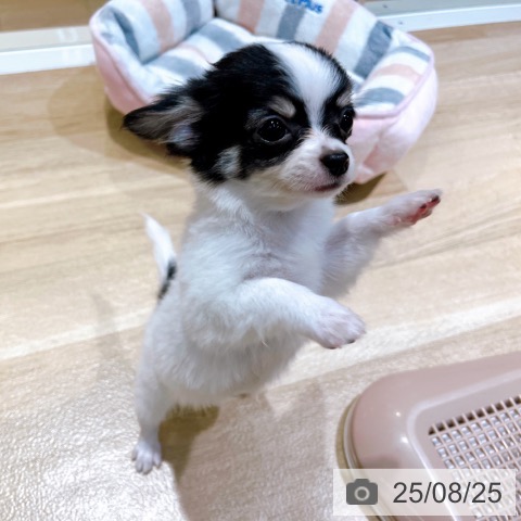 チワワの写真