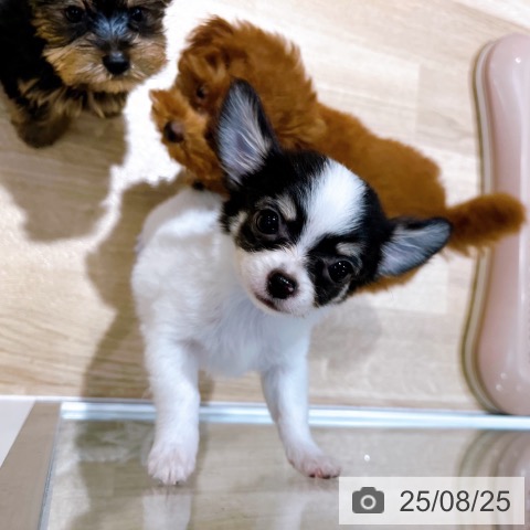 チワワの写真