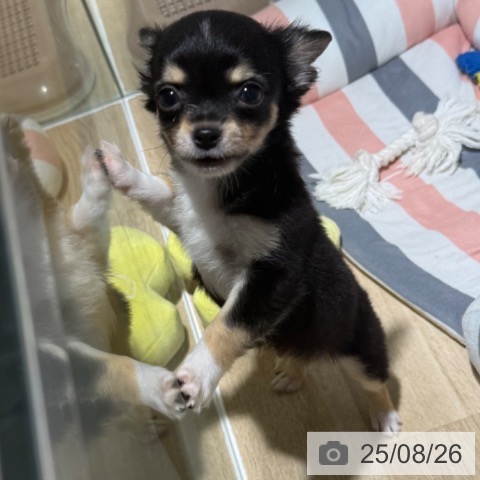 チワワの写真