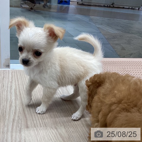チワワの写真