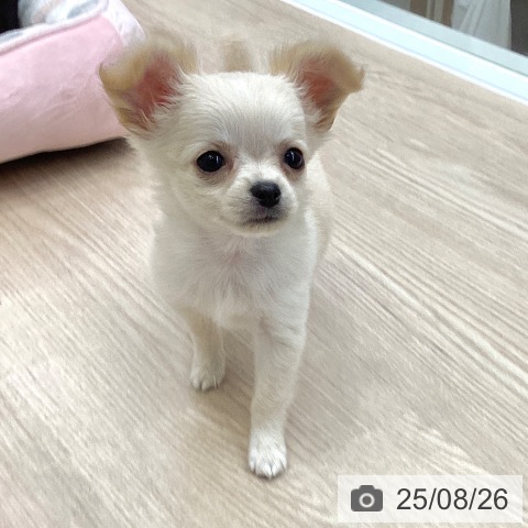 チワワの写真