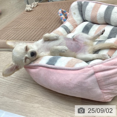 チワワの写真