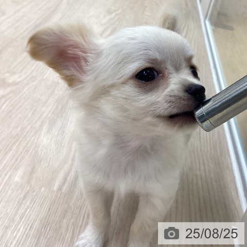 チワワの写真