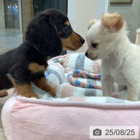 チワワの写真