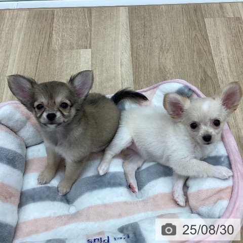 チワワの写真
