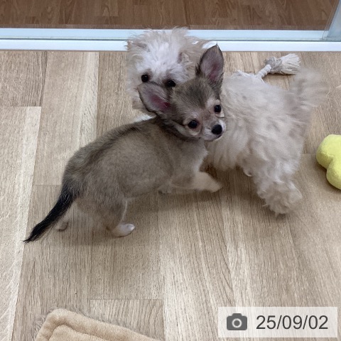 チワワの写真