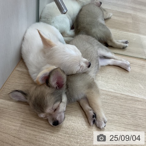 チワワの写真