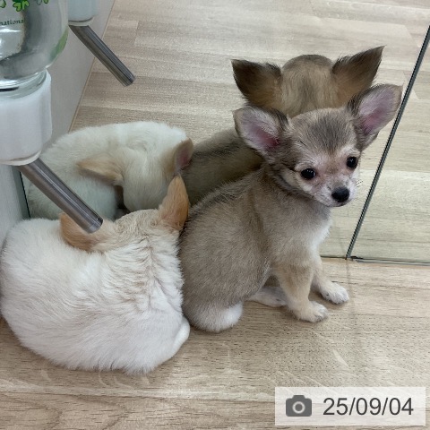 チワワの写真