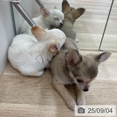 チワワの写真