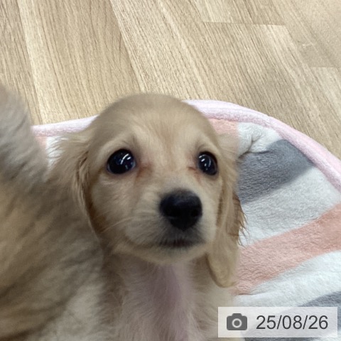 カニーンヘン・ダックスフンドの写真