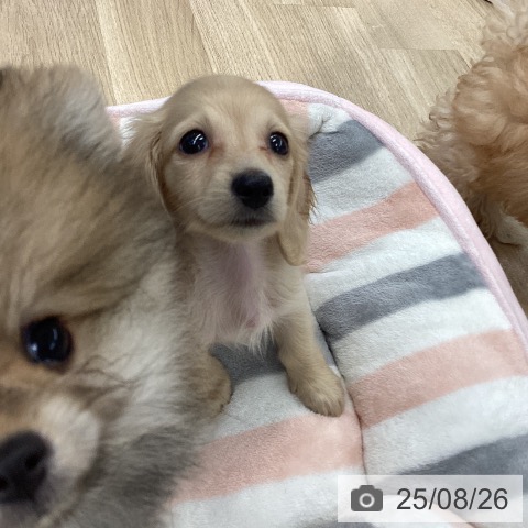 カニーンヘン・ダックスフンドの写真