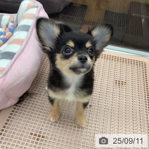 チワワの写真