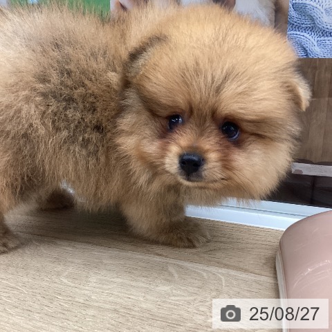ポメラニアンの写真