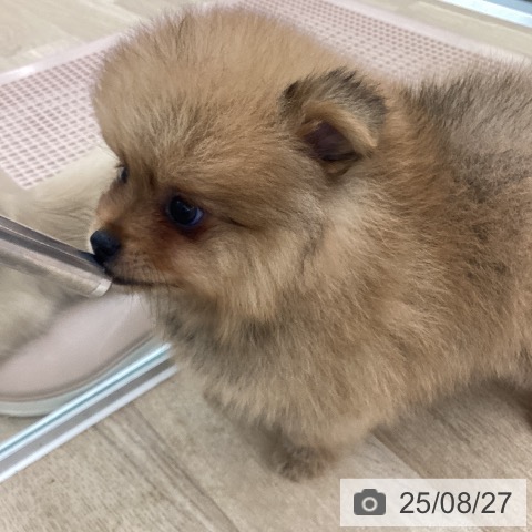 ポメラニアンの写真