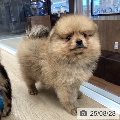 ポメラニアンの写真