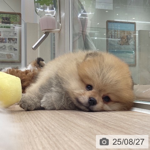 ポメラニアンの写真