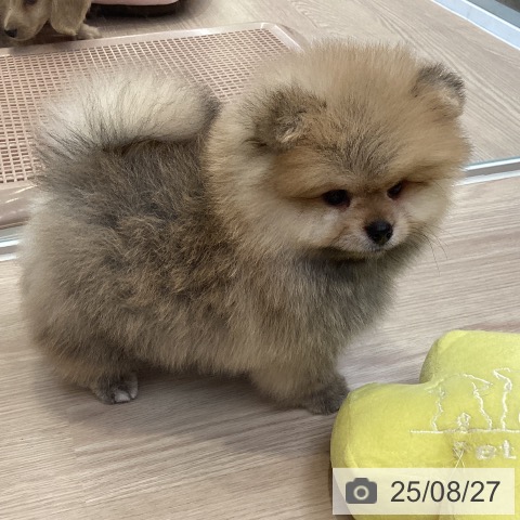 ポメラニアンの写真