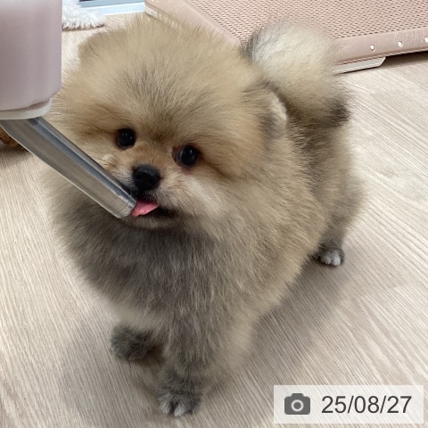 ポメラニアンの写真