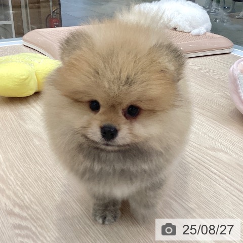 ポメラニアンの写真