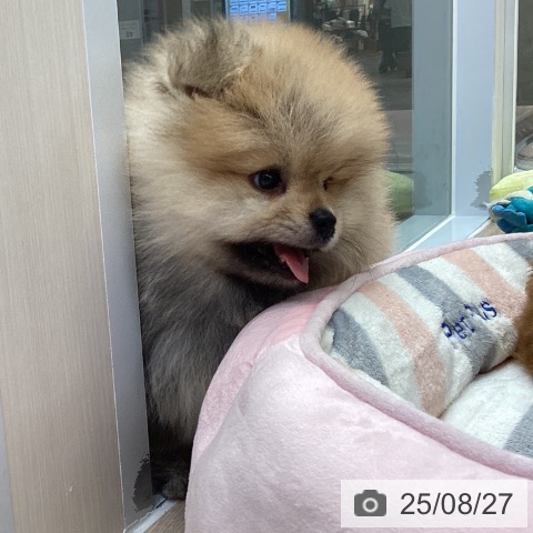 ポメラニアンの写真