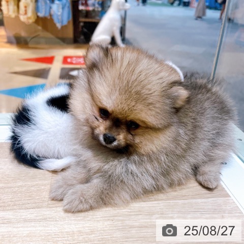 ポメラニアンの写真