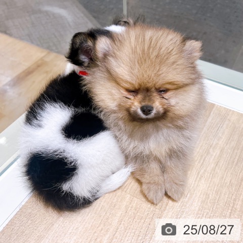 ポメラニアンの写真