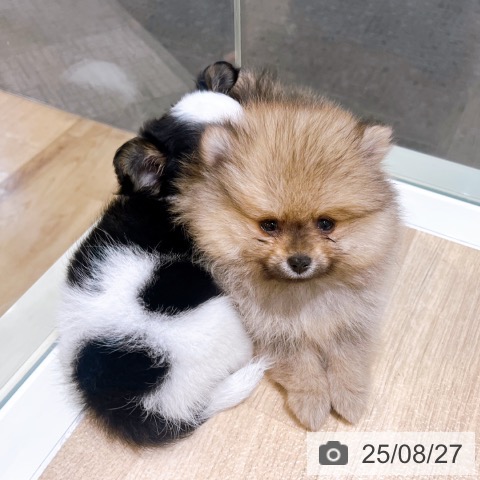 ポメラニアンの写真