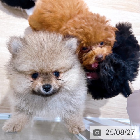 ポメラニアンの写真