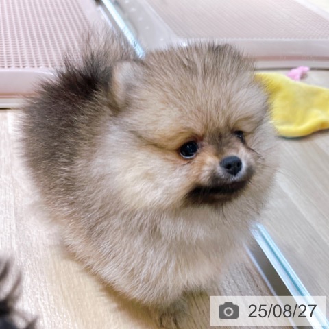 ポメラニアンの写真