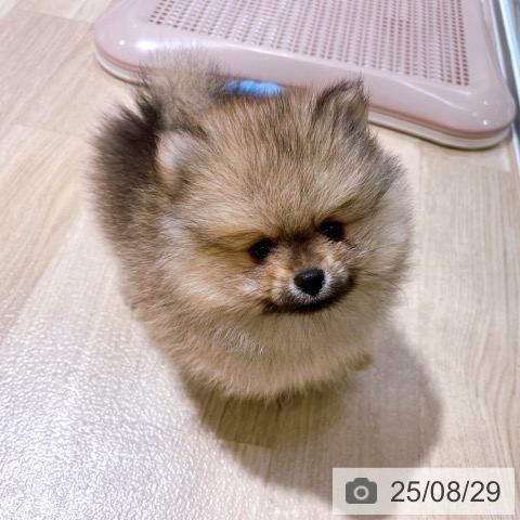 ポメラニアンの写真