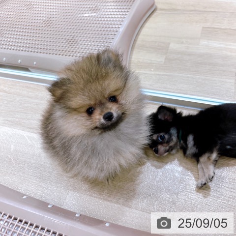 ポメラニアンの写真