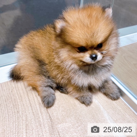 ポメラニアンの写真