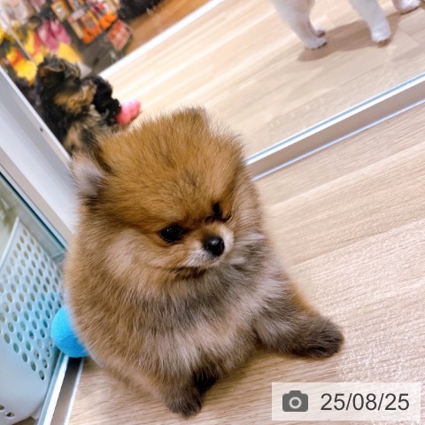 ポメラニアンの写真