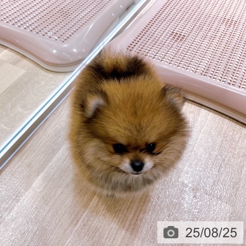 ポメラニアンの写真