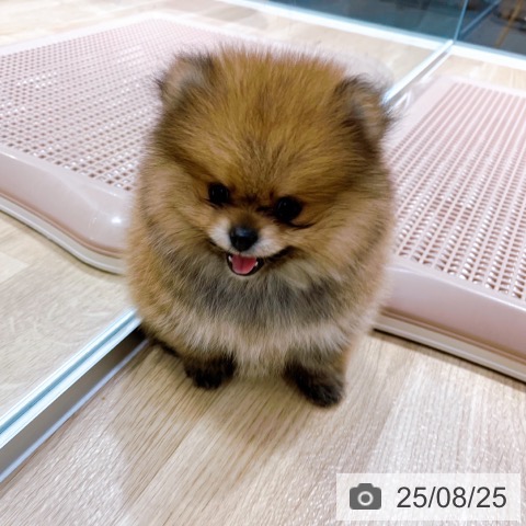 ポメラニアンの写真