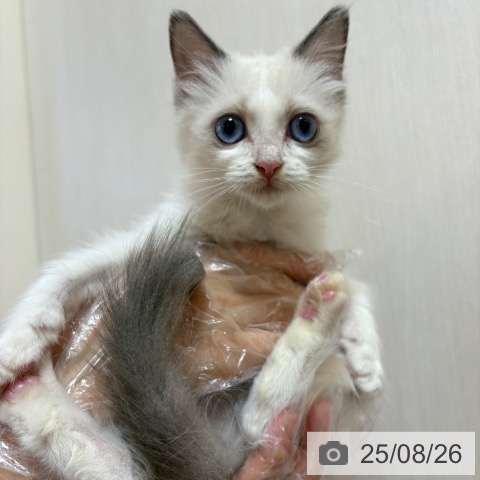 ラグドールの写真