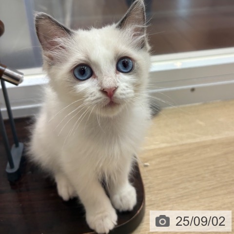 ラグドールの写真