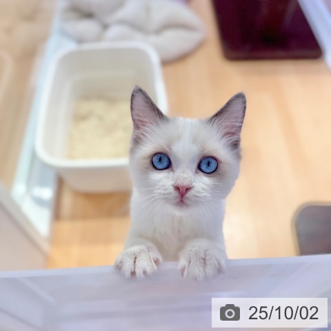 ラグドールの写真