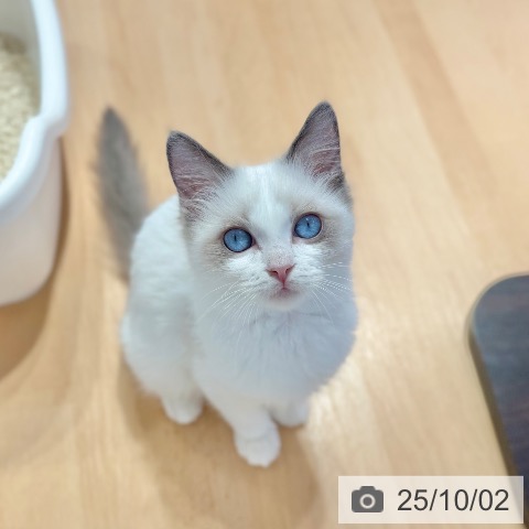 ラグドールの写真