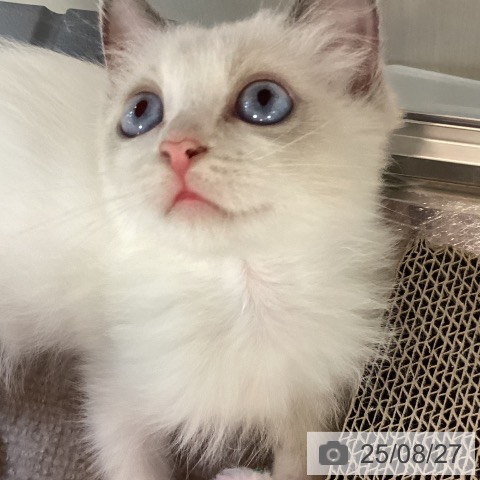 ラグドールの写真