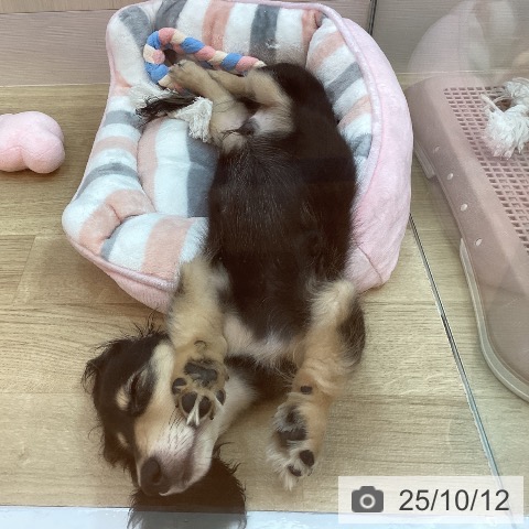 ミニチュア・ダックスフンドの写真