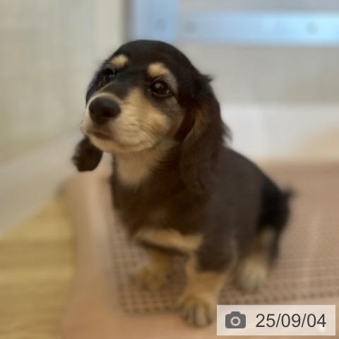 ミニチュア・ダックスフンドの写真