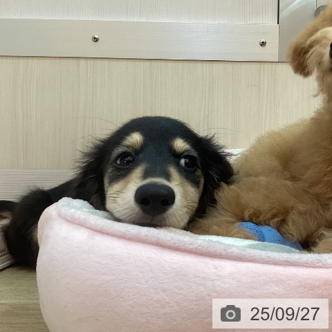 ミニチュア・ダックスフンドの写真
