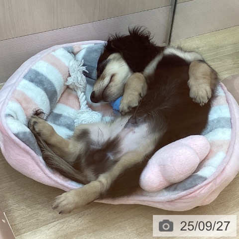 ミニチュア・ダックスフンドの写真