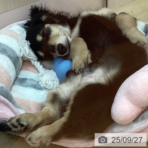 ミニチュア・ダックスフンドの写真