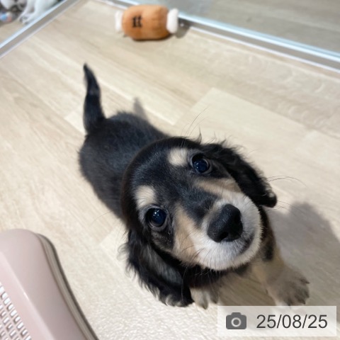 ミニチュア・ダックスフンドの写真