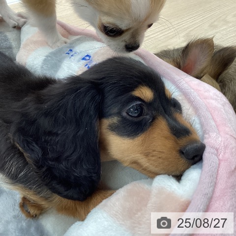 ミニチュア・ダックスフンドの写真