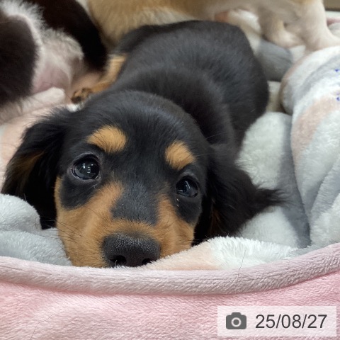 ミニチュア・ダックスフンドの写真